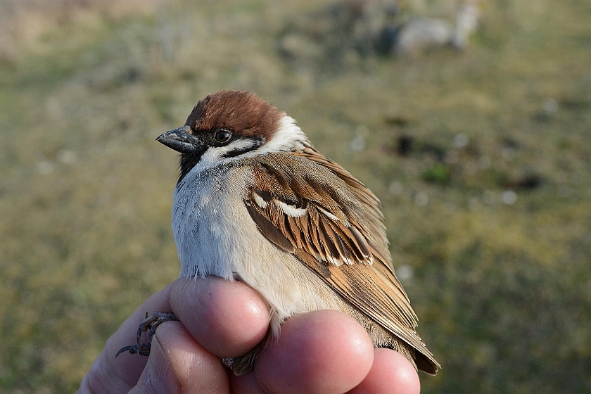 Eurasian Tree Sparrow, Sundre 20130510